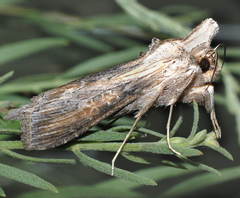 Cucullia mixta
