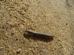 Ommatoiulus lusitanus