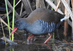 Rallus caerulescens