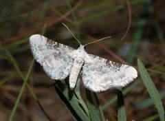 Eupithecia gratiosata