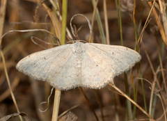 Scopula beckeraria