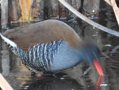 Rallus caerulescens