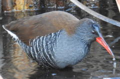 Rallus caerulescens
