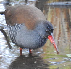 Rallus caerulescens