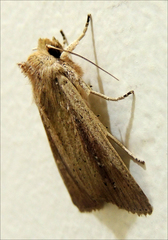 Ichneutica epiastra