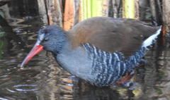 Rallus caerulescens