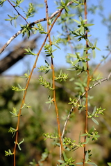 Salix mucronata