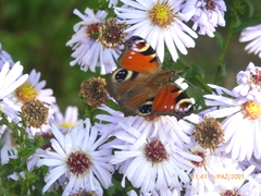 Aglais io