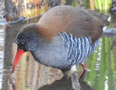 Rallus caerulescens
