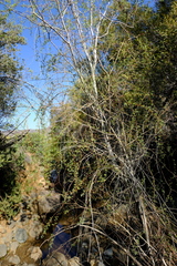 Salix mucronata