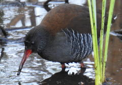 Rallus caerulescens
