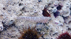 Gobius fallax