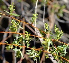 Salix mucronata