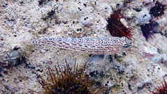 Gobius fallax