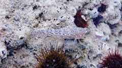 Gobius fallax