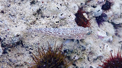 Gobius fallax