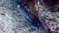 Gobius fallax