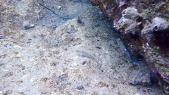 Gobius fallax