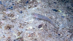 Gobius fallax