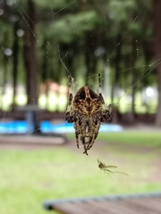 Neoscona orizabensis