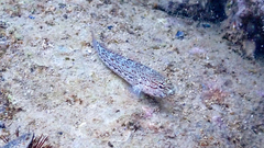 Gobius fallax