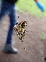 Neoscona orizabensis