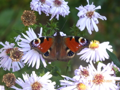 Aglais io