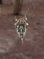 Neoscona orizabensis