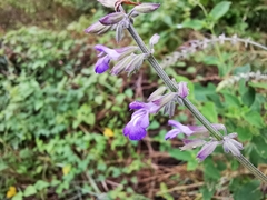 Salvia urolepis
