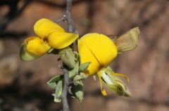 Rhynchosia nitens
