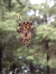 Neoscona orizabensis