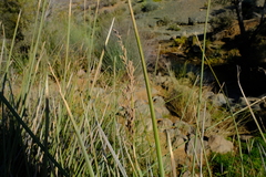 Pseudoschoenus inanis