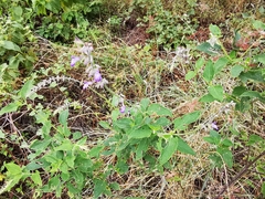 Salvia urolepis