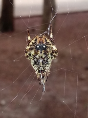 Neoscona orizabensis