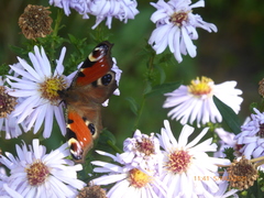 Aglais io