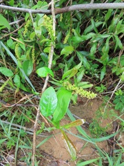 Sclerocroton integerrimus