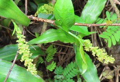 Sclerocroton integerrimus