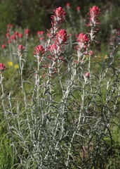 Castilleja lanata