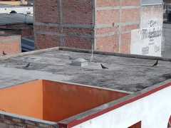 Columba livia