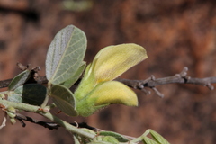 Rhynchosia nitens