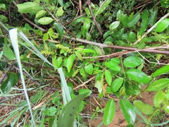 Sclerocroton integerrimus