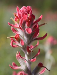 Castilleja lanata