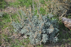 Artemisia