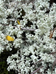 Cladonia caroliniana