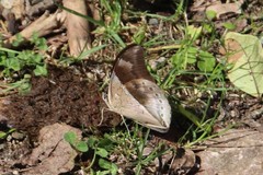 Archaeoprepona chromus