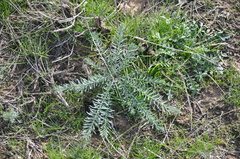 Magnoliopsida