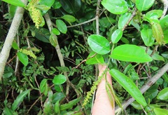 Sclerocroton integerrimus