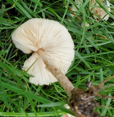 Lepiota cristata