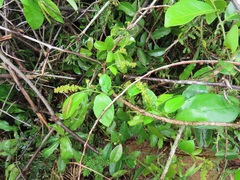 Sclerocroton integerrimus