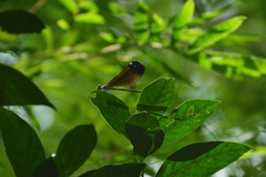 Atrocalopteryx melli